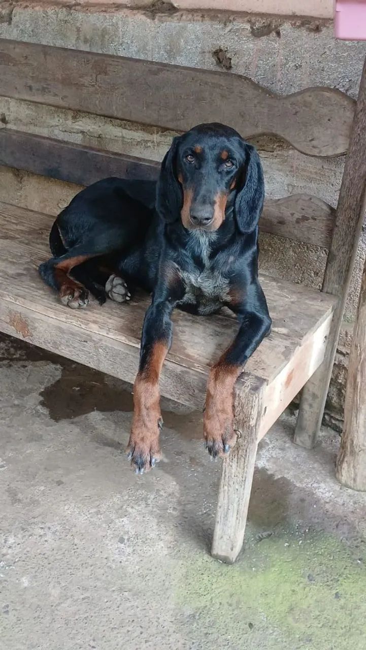  FOX HOUND AMERICANO!!! - Foto 2