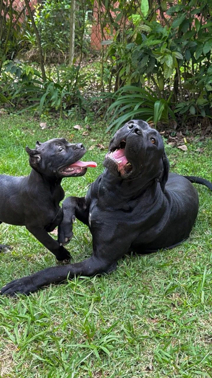 Cane corso macho FULLBLACK 