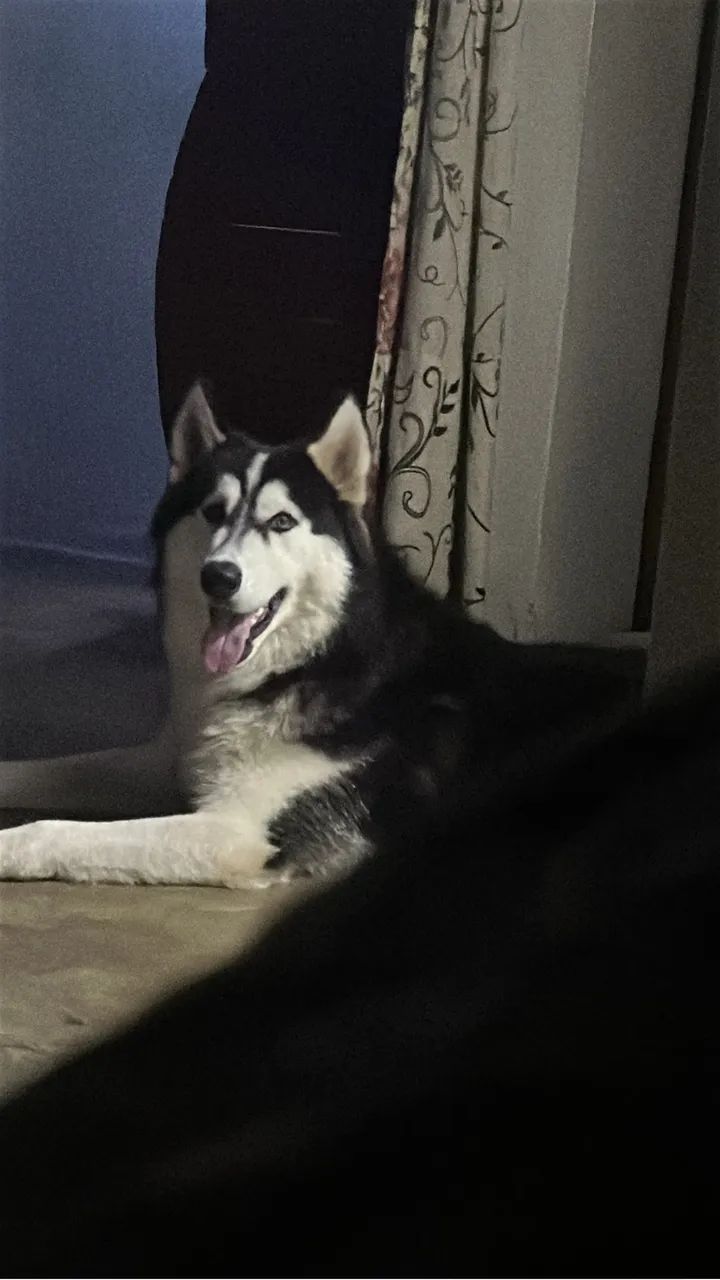 Vende-se  husky siberiano 