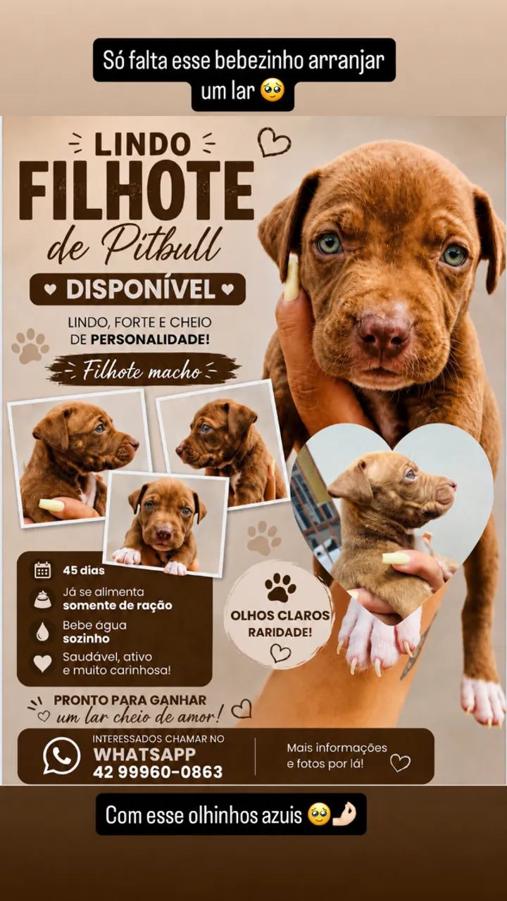 Cachorro 
