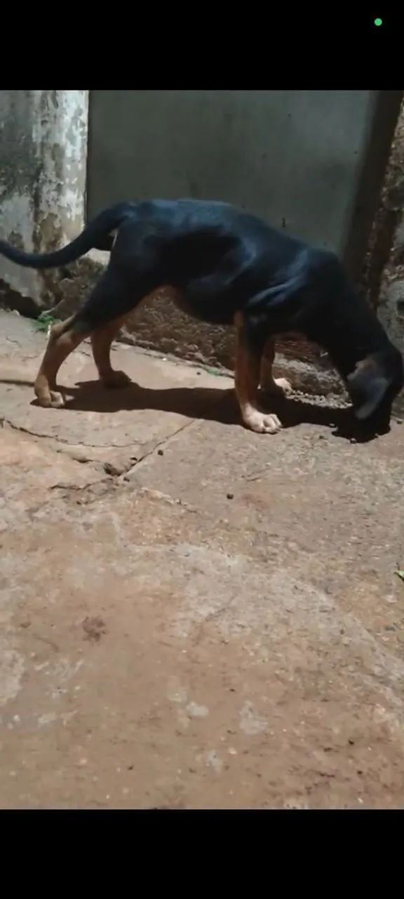 Cachorro pra adoção 