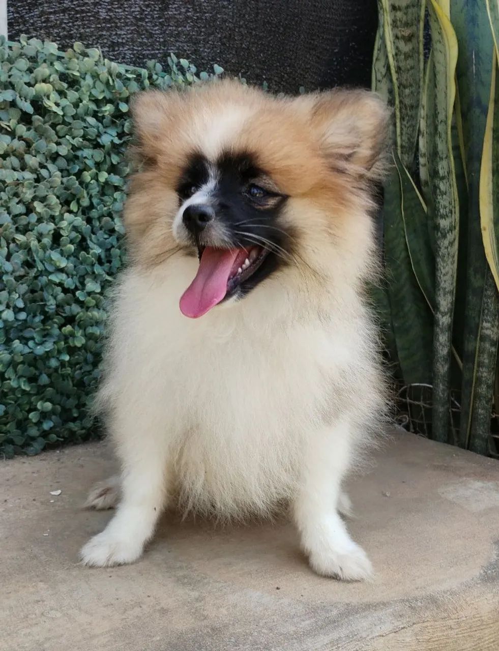 Spitz alemão FEMEA - Foto 2