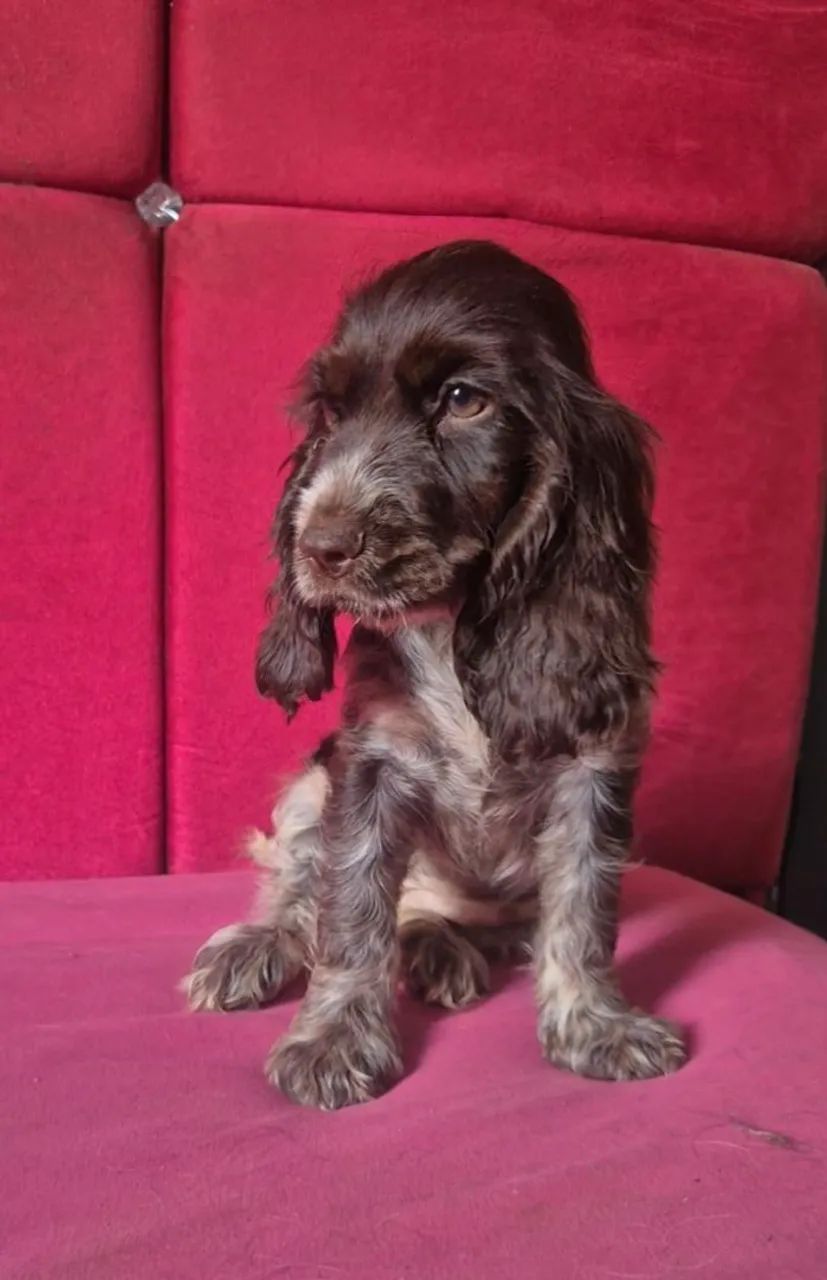 Filhote de Cocker Spaniel Inglês 