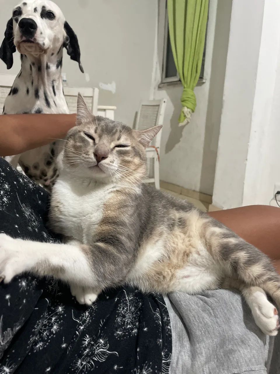 Doa se gato doméstico  - Foto 2