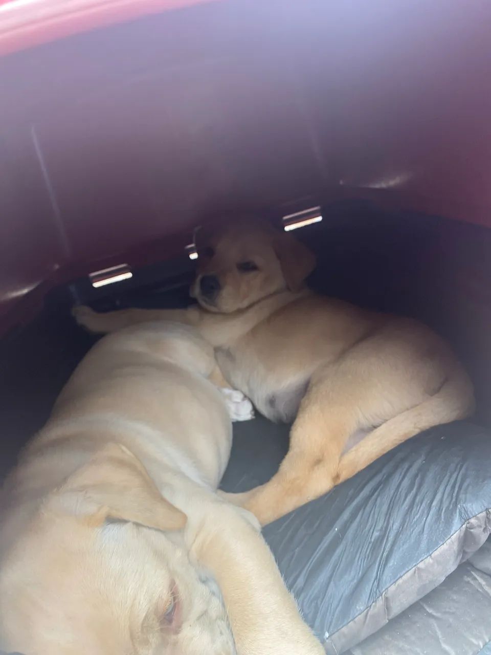 Cachorro - Foto 2