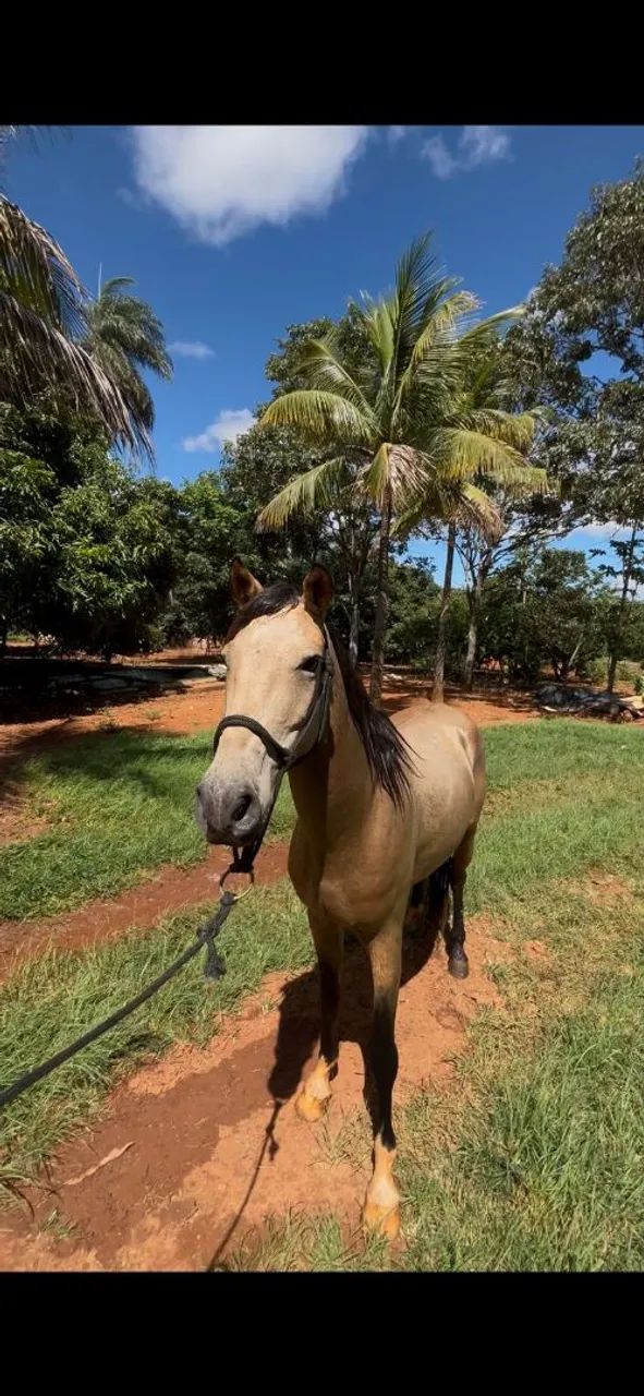 Cavalo  - Foto 2