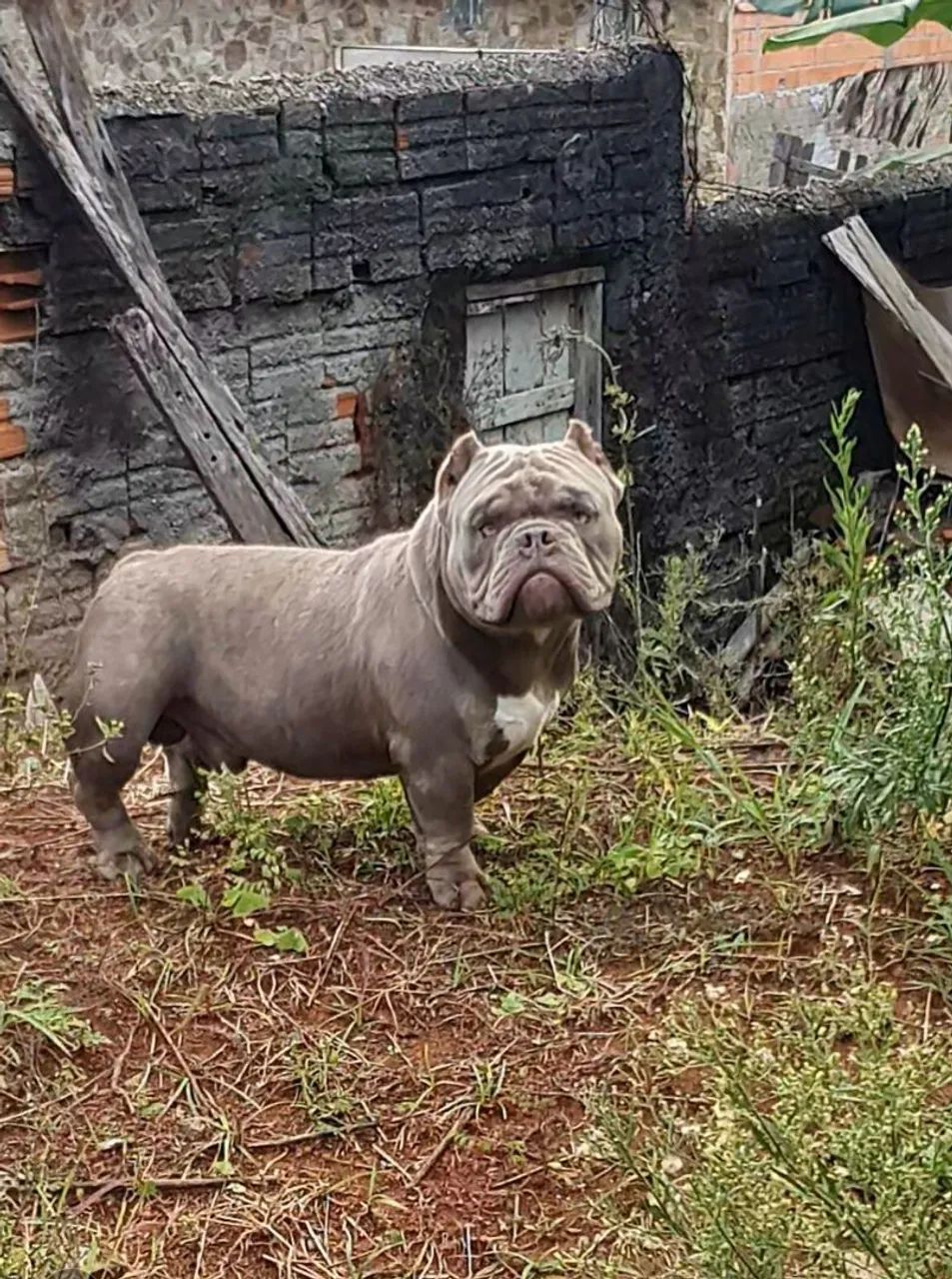 American Bully - Foto 3