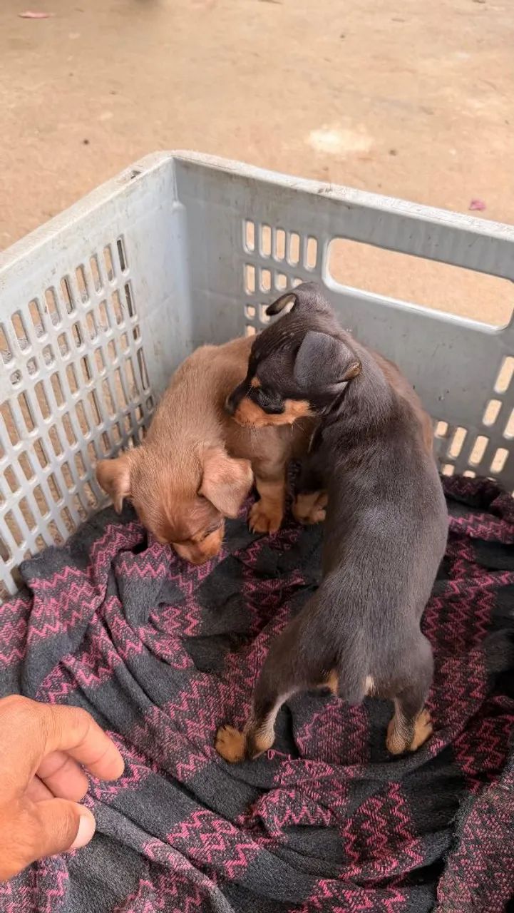 Filhote de Pinscher  2 - Foto 2
