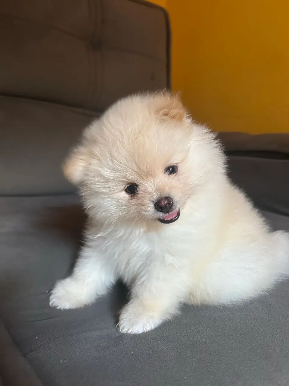 Filhote spitz Alemão - Foto 4
