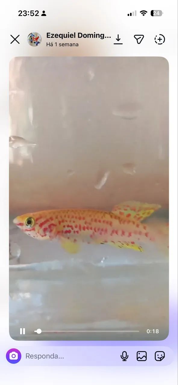 killifish Lafia Gold 