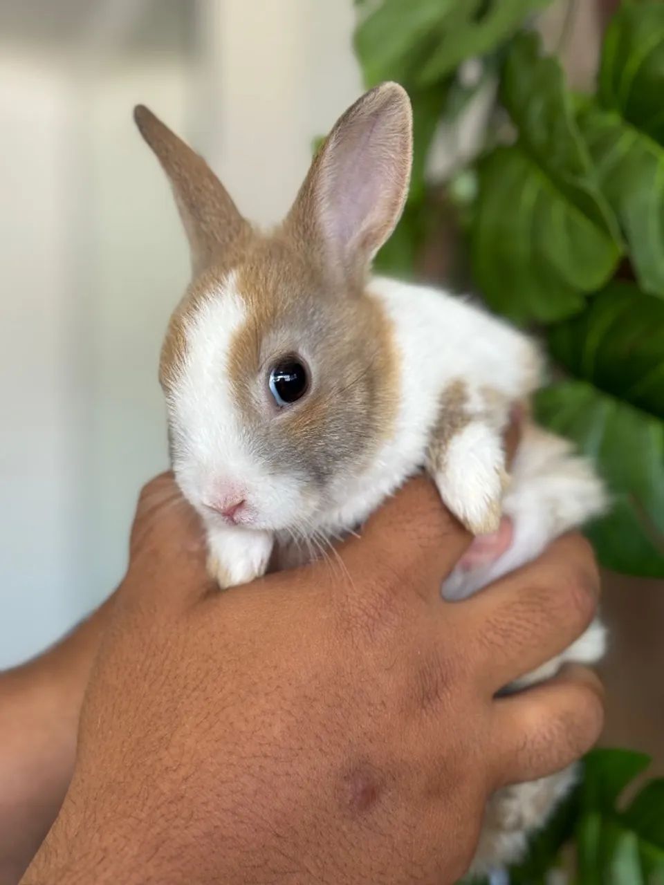 MINI COELHOS - Foto 2
