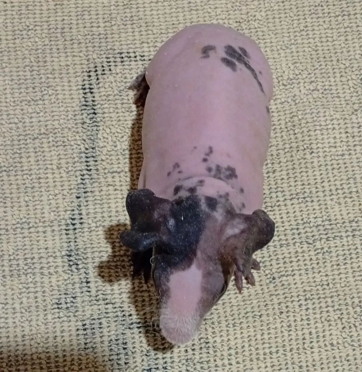 Porquinhos skinny fêmeas 