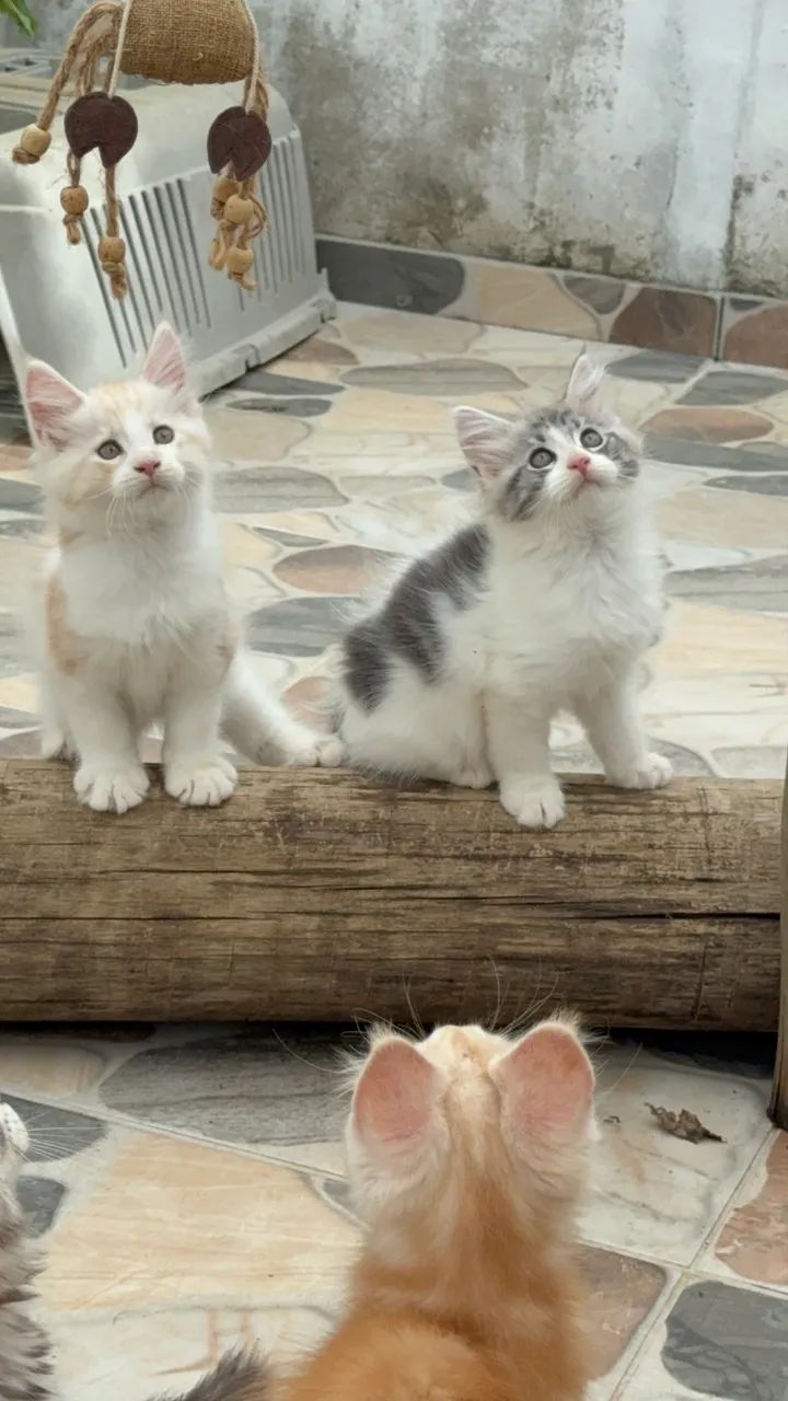 Filhotes Maine Coon o gato Gigante  - Foto 4