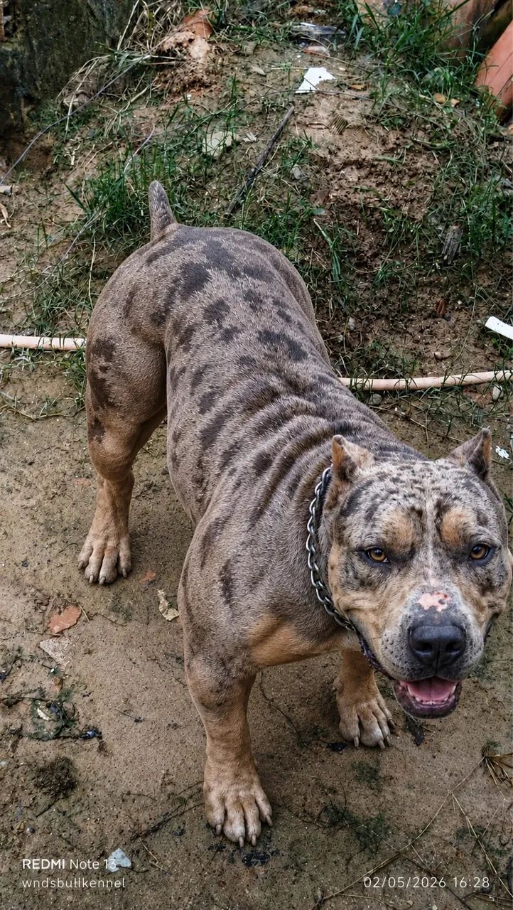 Pit monster tri black Merle  - Foto 3