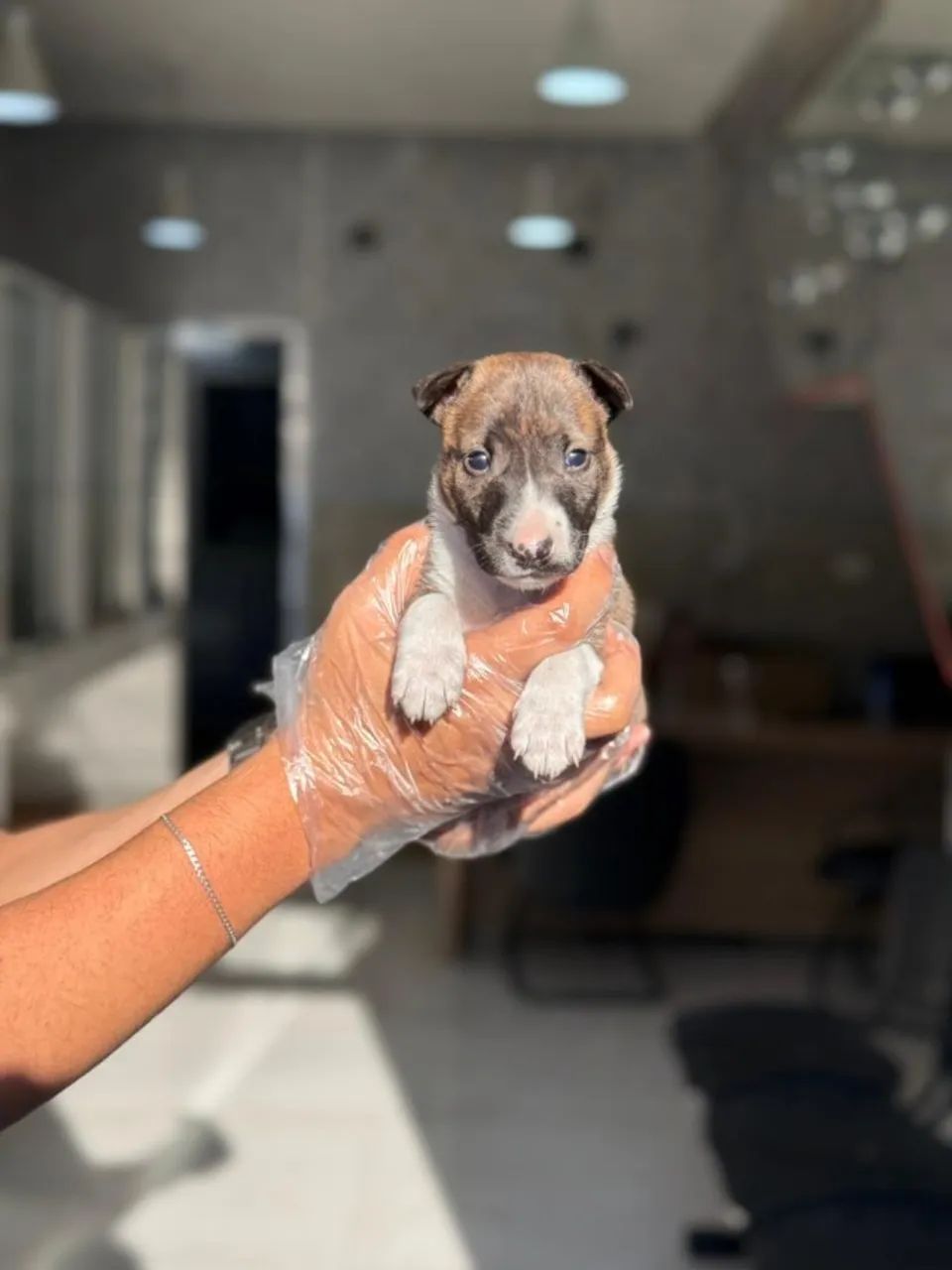 Bull terrier mini - Seu Companheiro Ideal Está Aqui