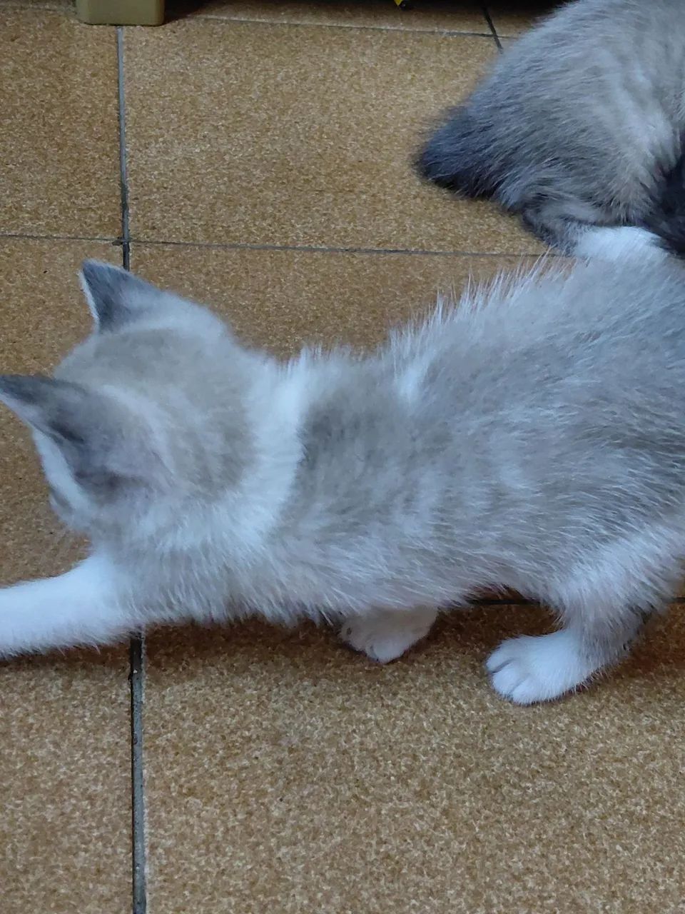 Doando gatinhos - Foto 5