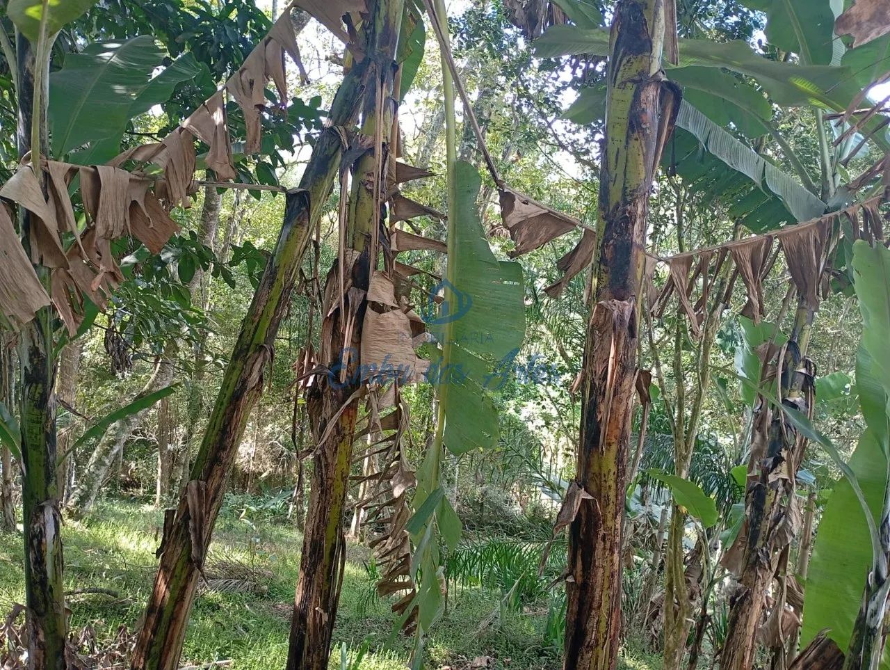 TERRENO PARA VENDA COND EMBU COLONIAL - Foto 5