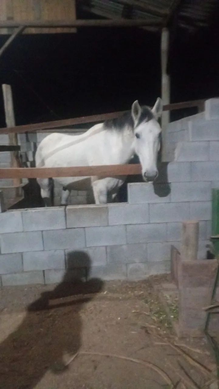 Cavalo manga larga  - Foto 4