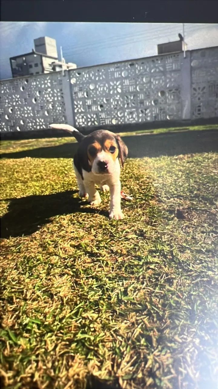 Cachorro beagle - Foto 2
