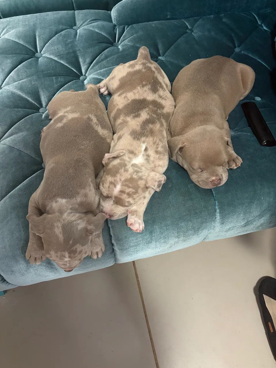 Cachorro - Foto 2