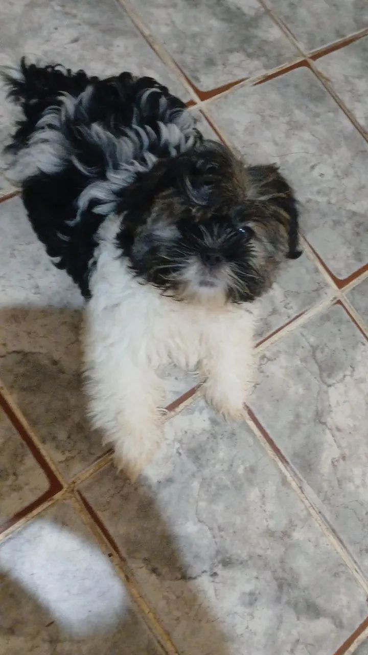 Cachorro shih-tzu  - Foto 4