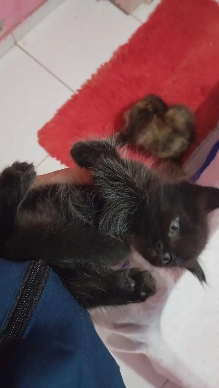 gato persa macho 