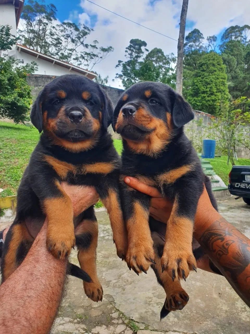 Rottweiler  moderno 