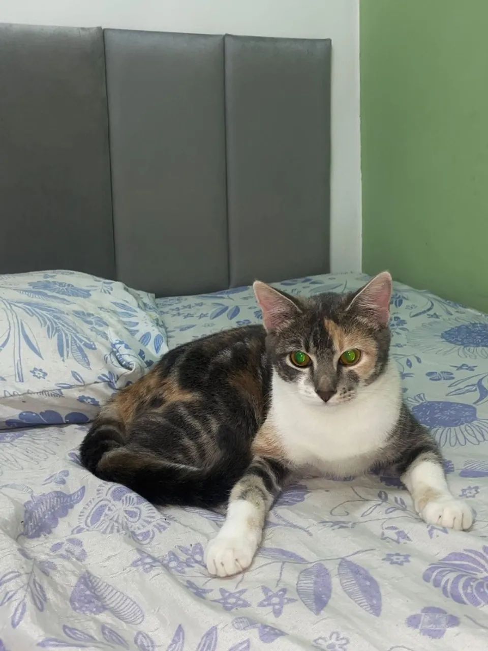 Doação gata
