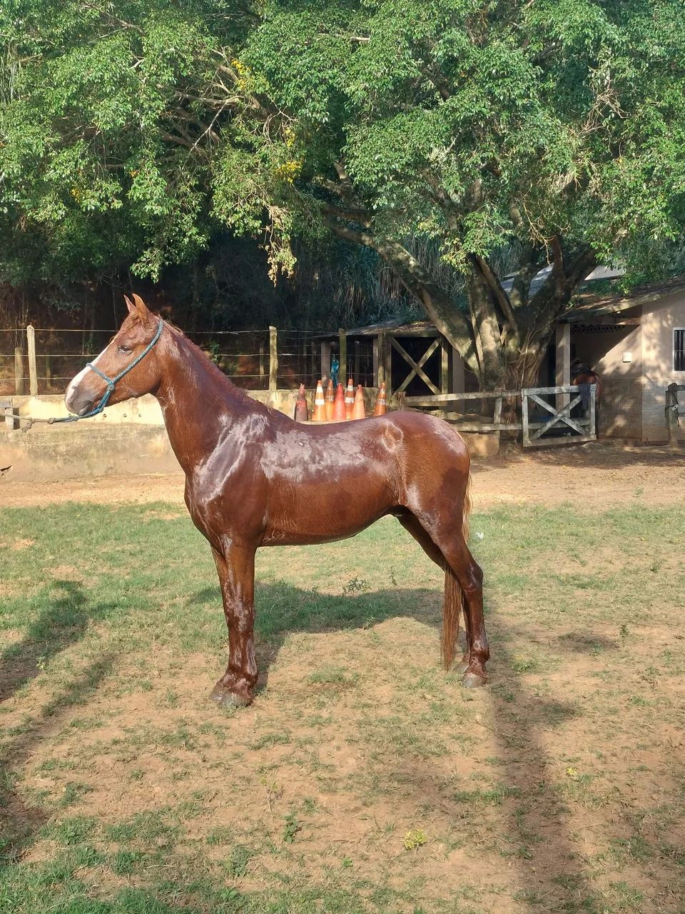 Cavalo mangalarga marchador pg parcelas  - Foto 2