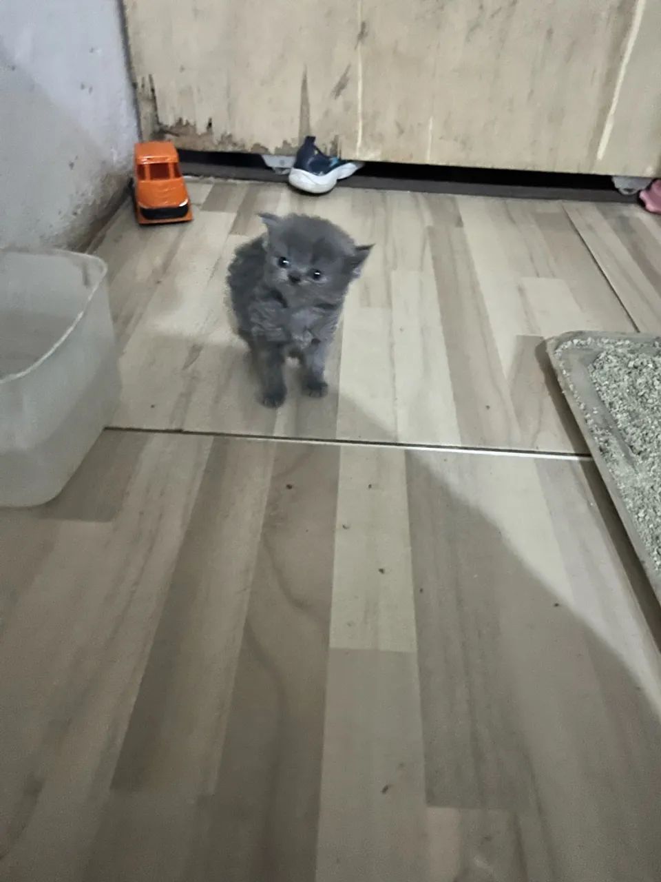 Gata persa - Foto 3