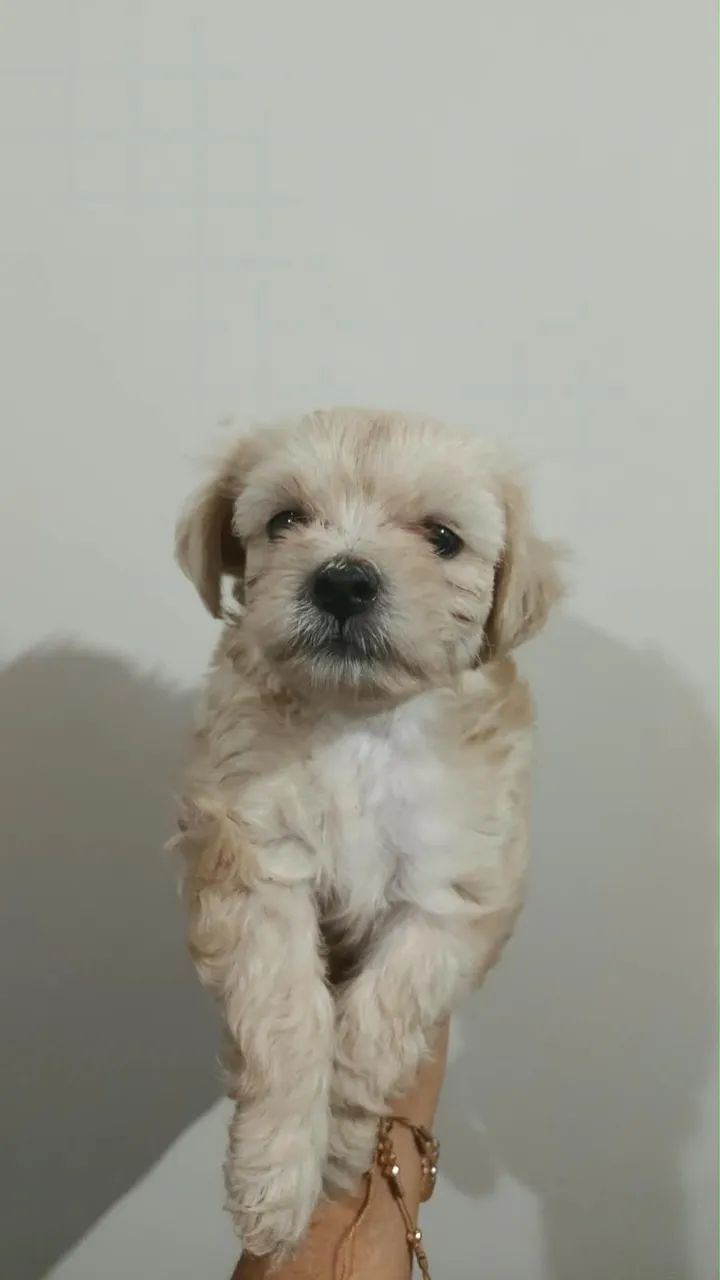 Filhote poodle macho 