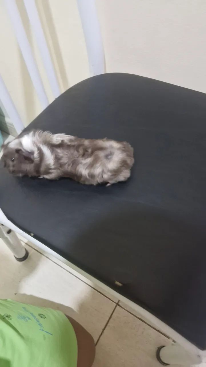 Porquinho Da Índia - Abissínio  - Foto 5