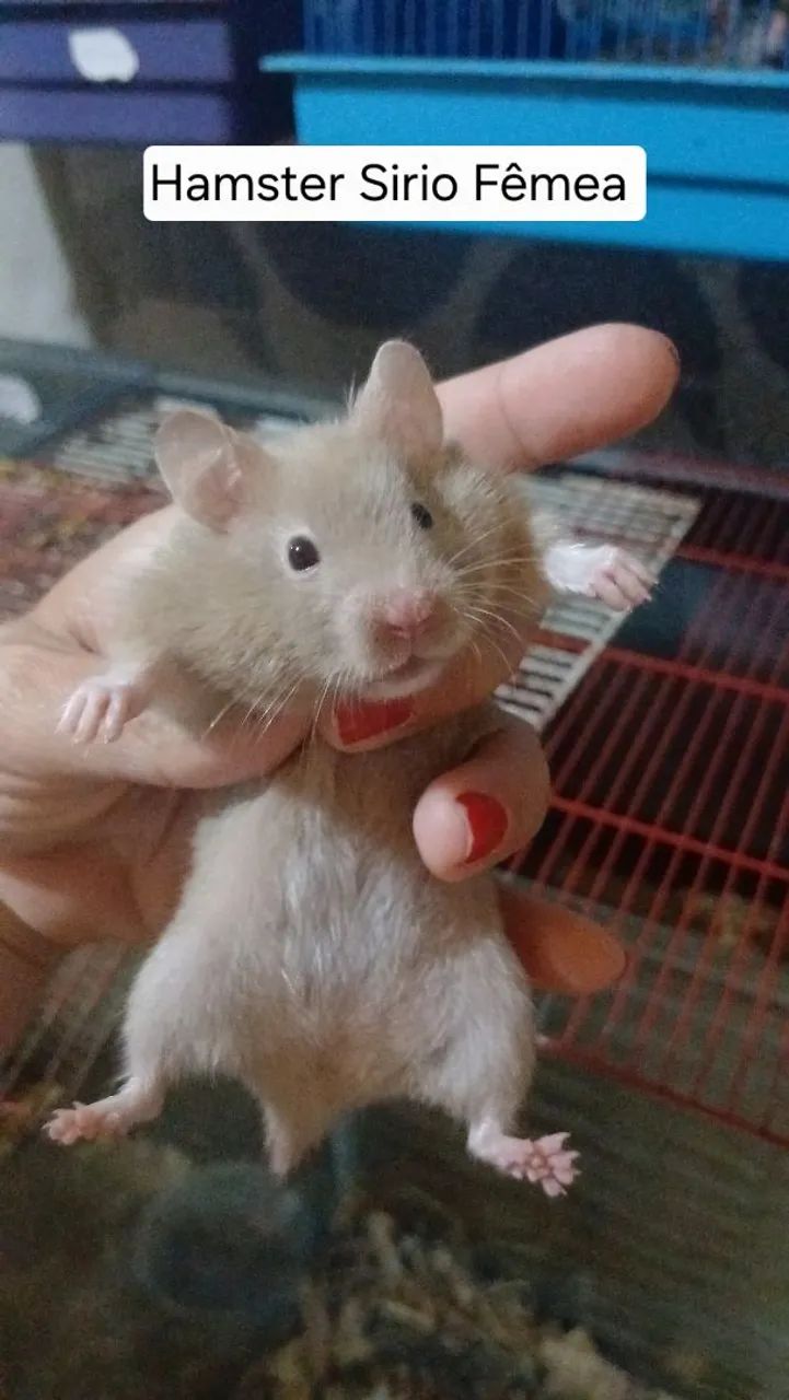 Hamster sirio 