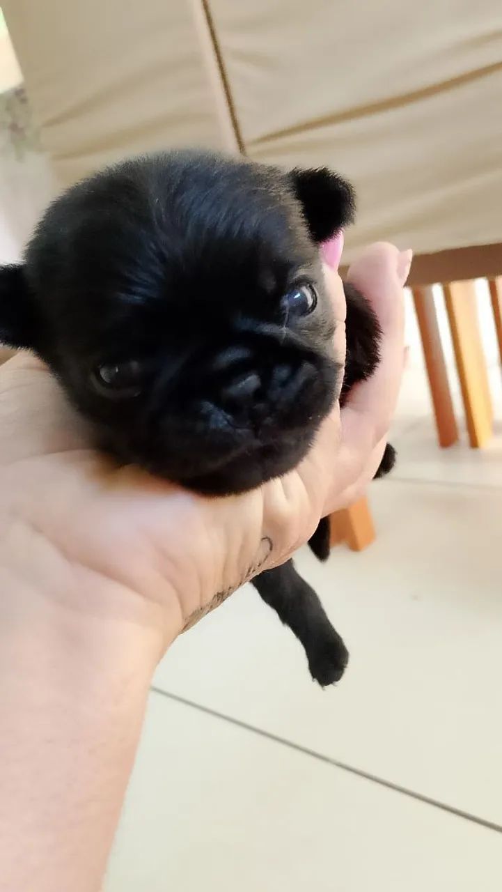 Pug macho preto
