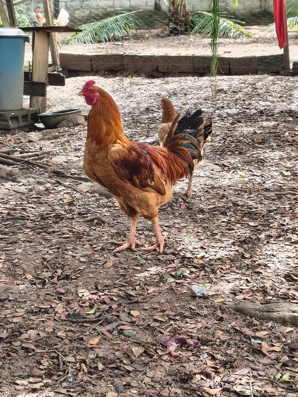 Frango caipira 