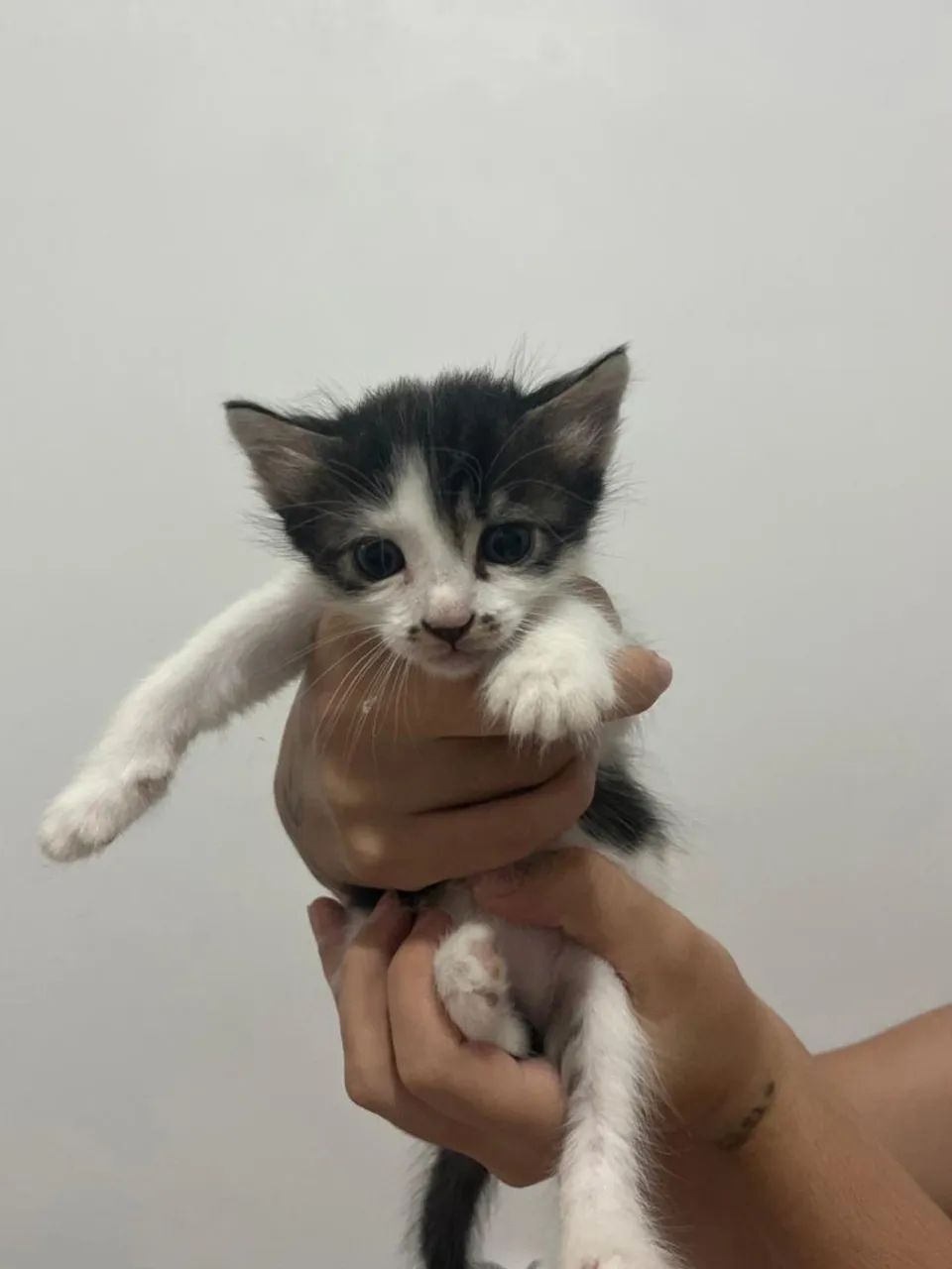 Doação de gatinho macho - Foto 2
