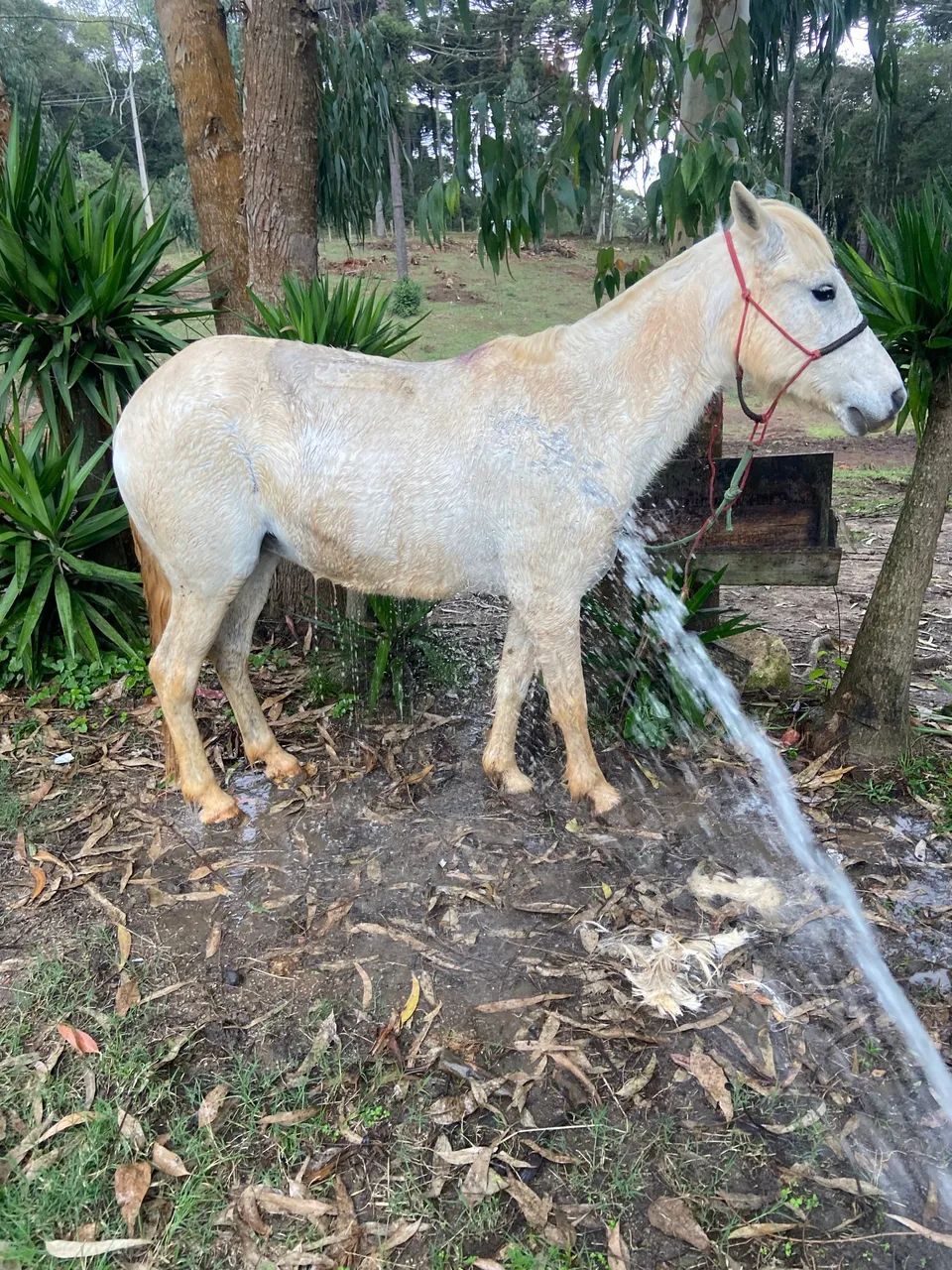 Égua tordilha mansa  - Foto 6