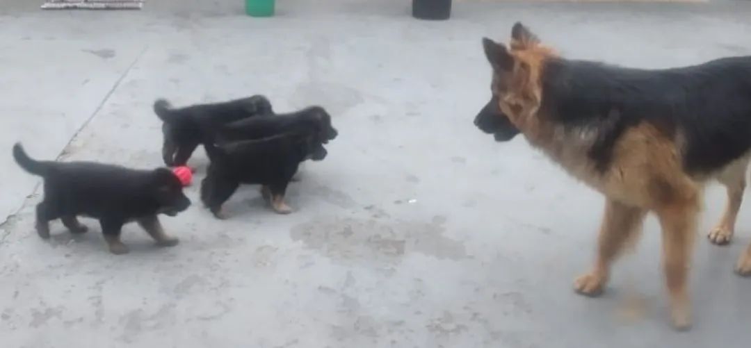 Pastor alemão capa preta - Foto 2