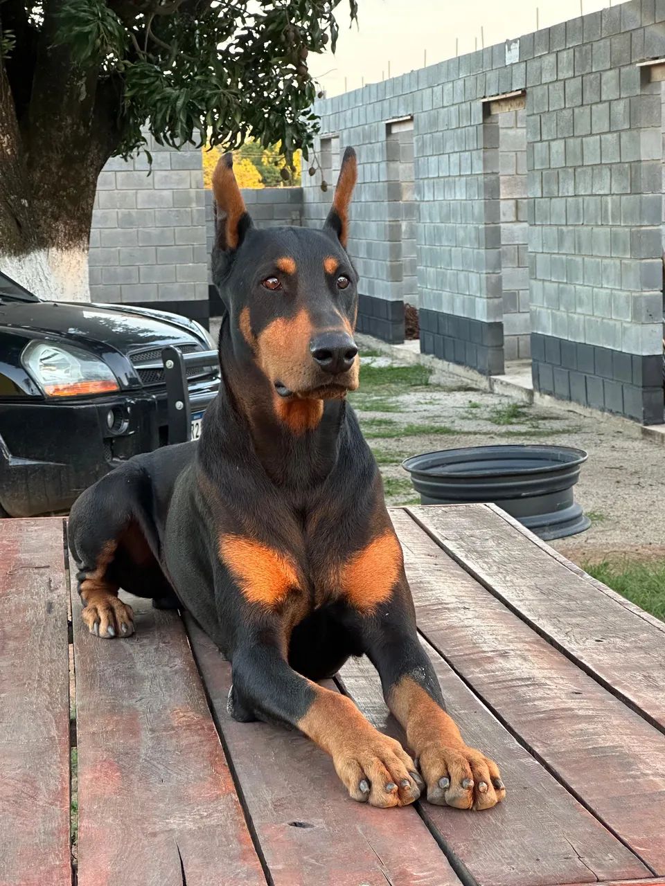 Filhotes de Doberman Americano  - Foto 4