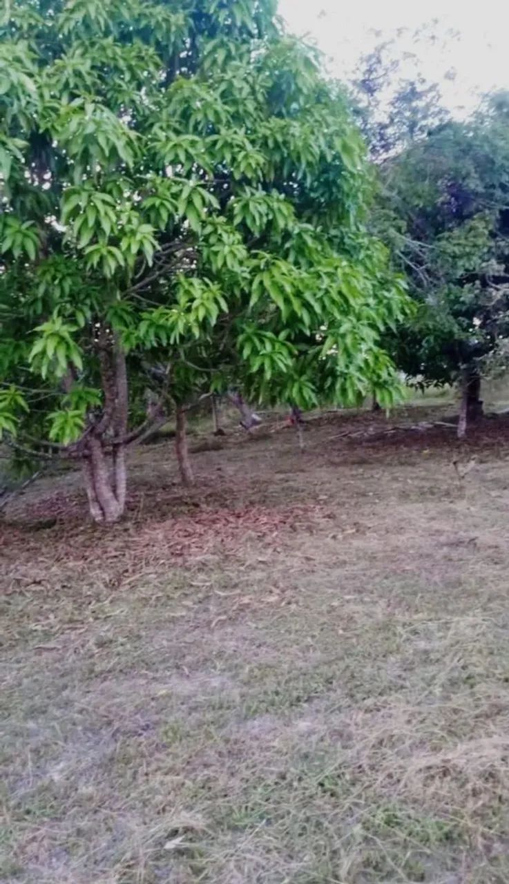 Foto - Dias DÁvila - 