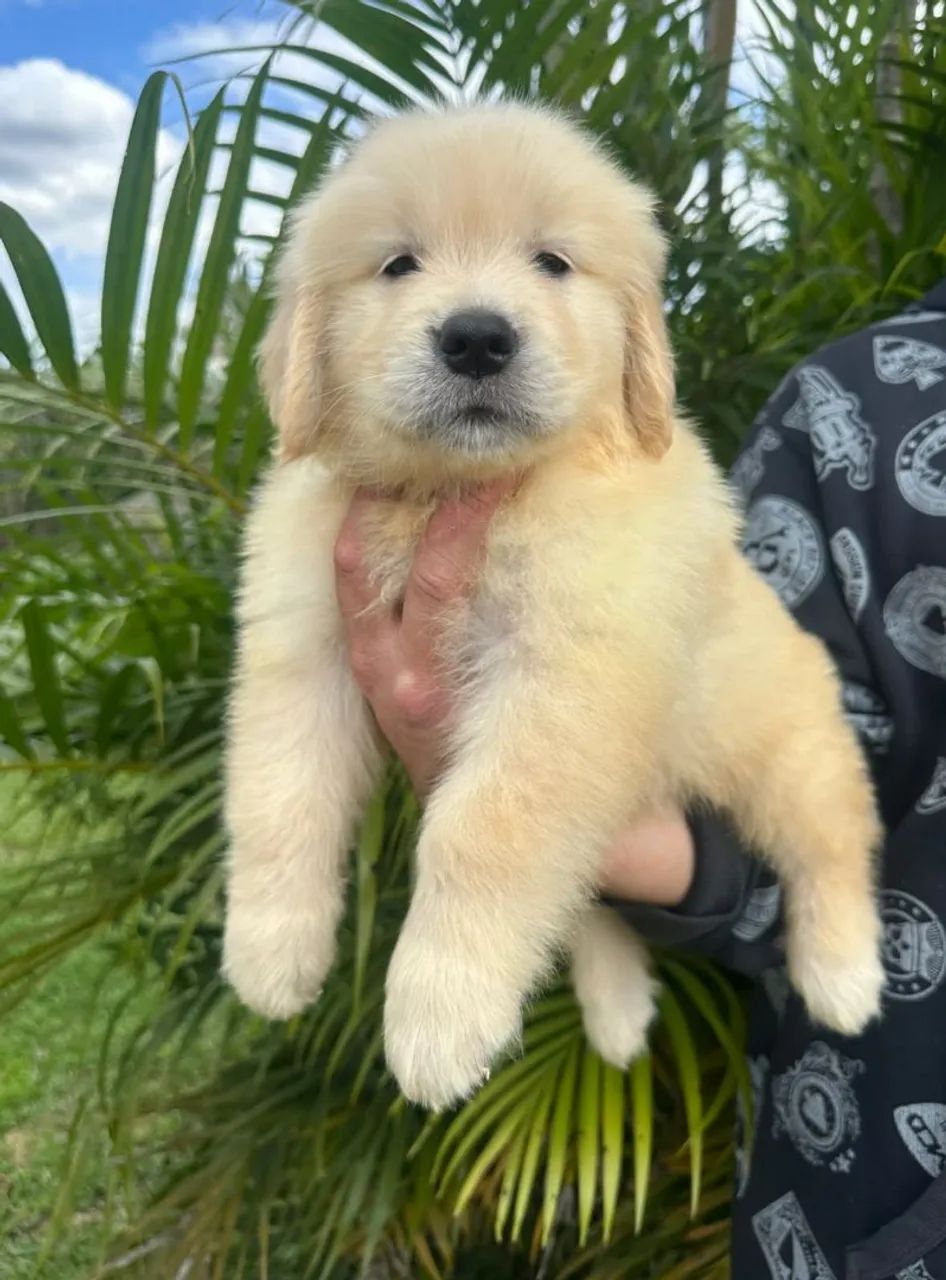 Filhotes de Golden Retriever com Pedigree CBKC - Foto 2