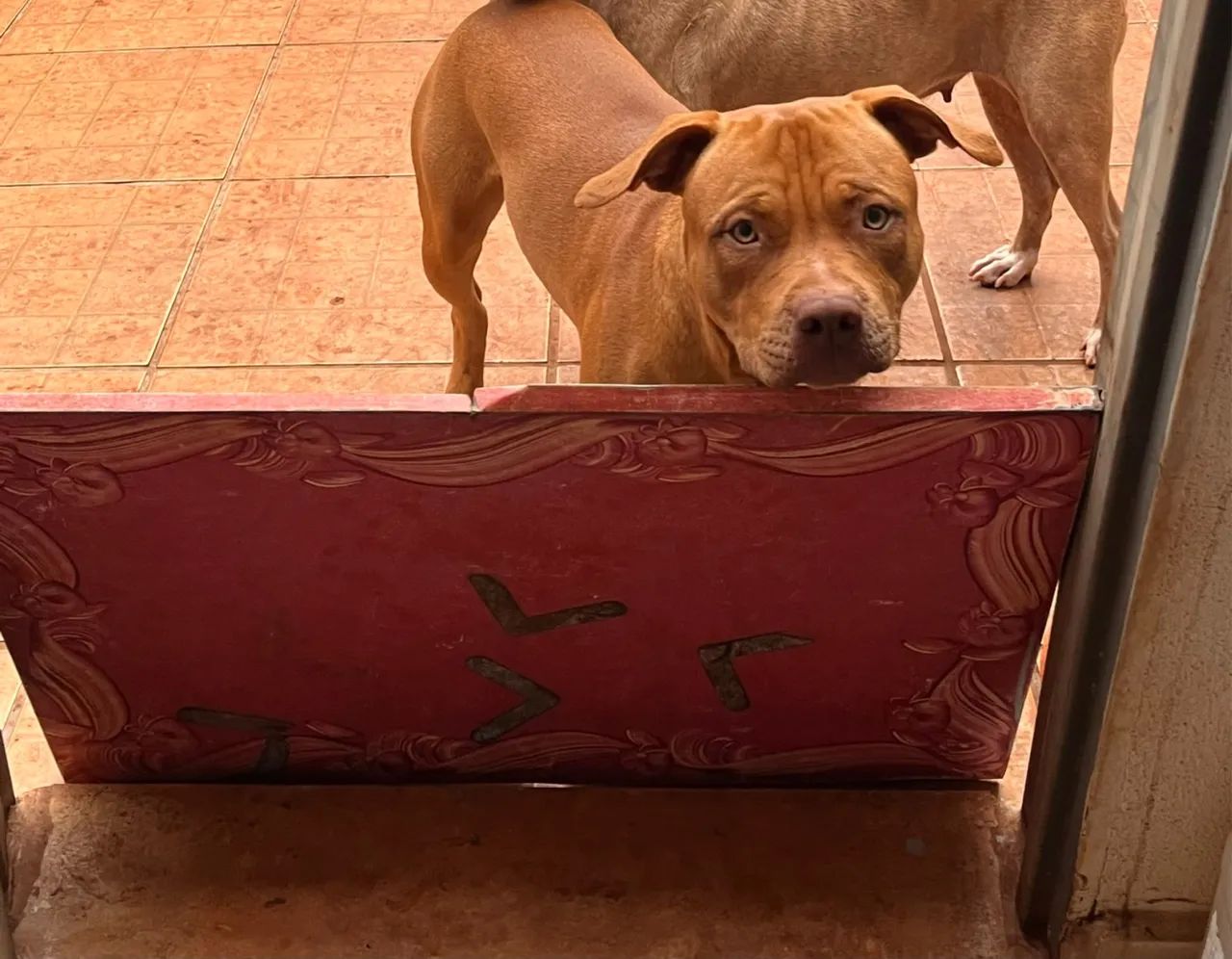 Doação Pitbull  - Foto 2