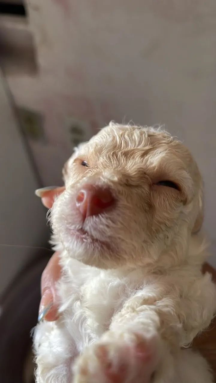 Poodle toy - Foto 4