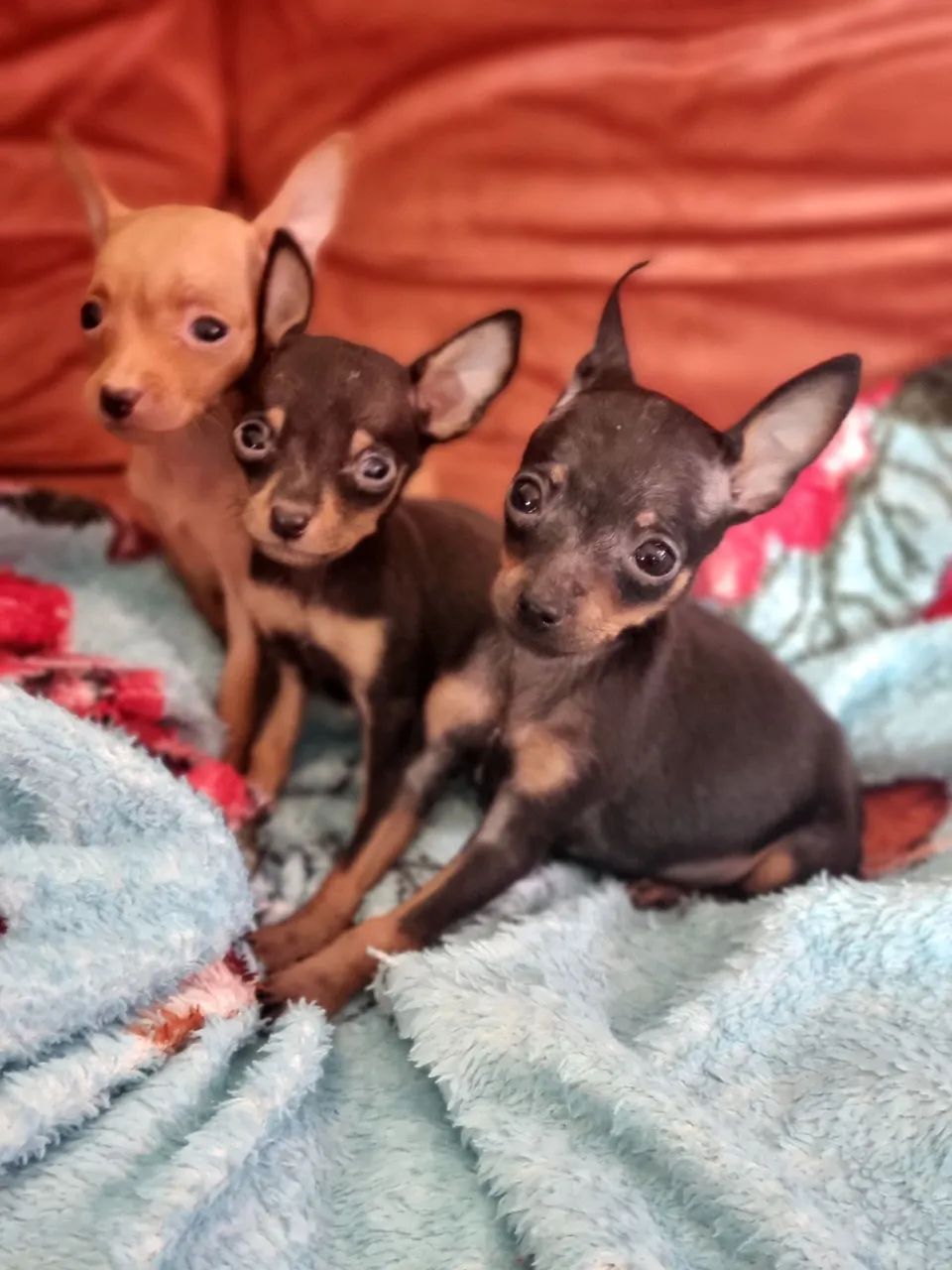 Pinscher  0 parcelamos 