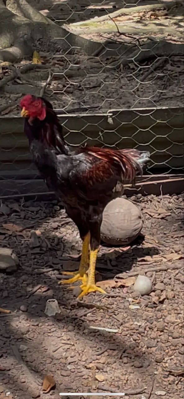 Frango - Foto 3