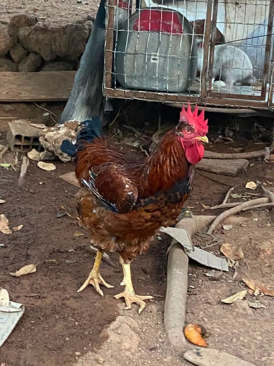 Vendo frango gsb legítimo 1