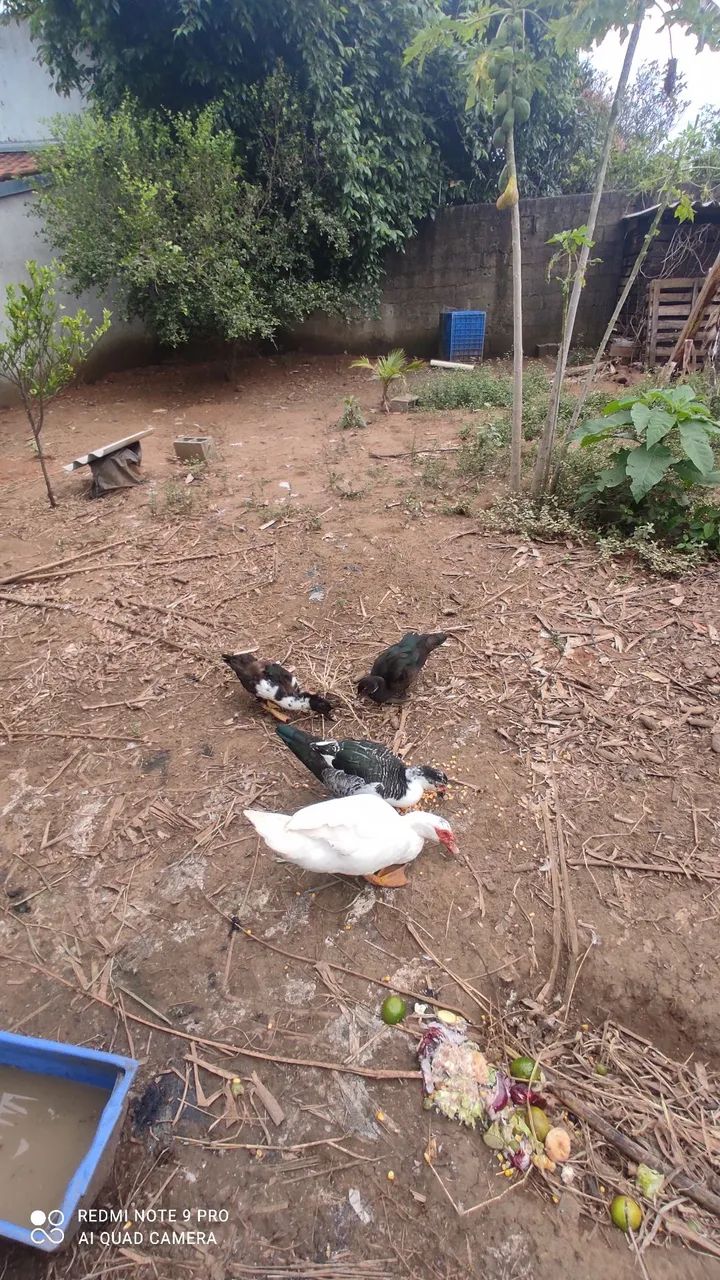 Pato - Foto 5