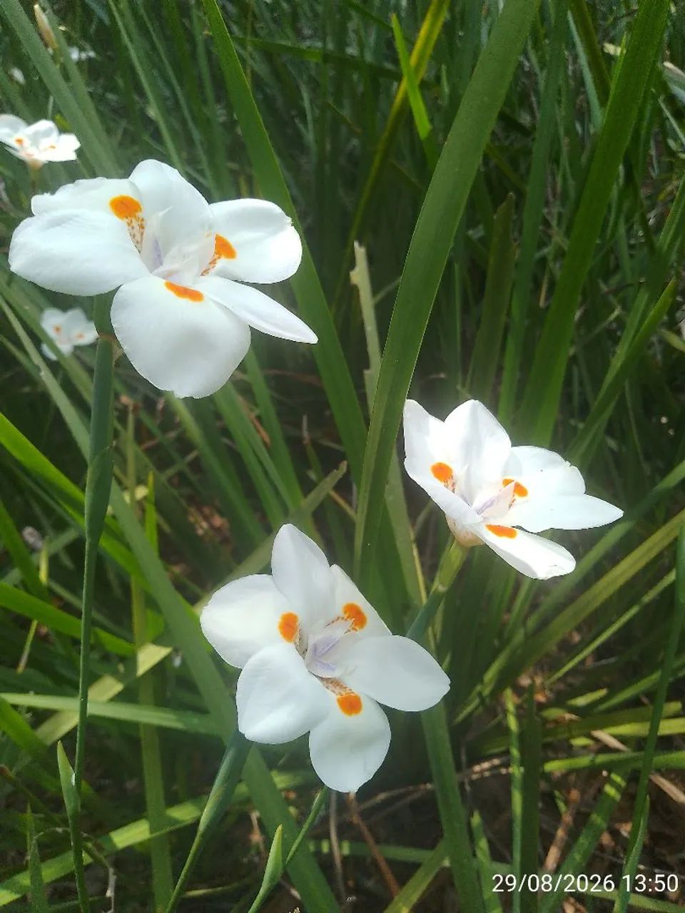 Moreia branca  - Foto 2
