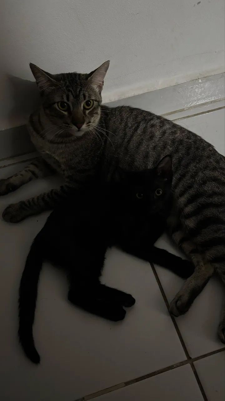 Gata filhote