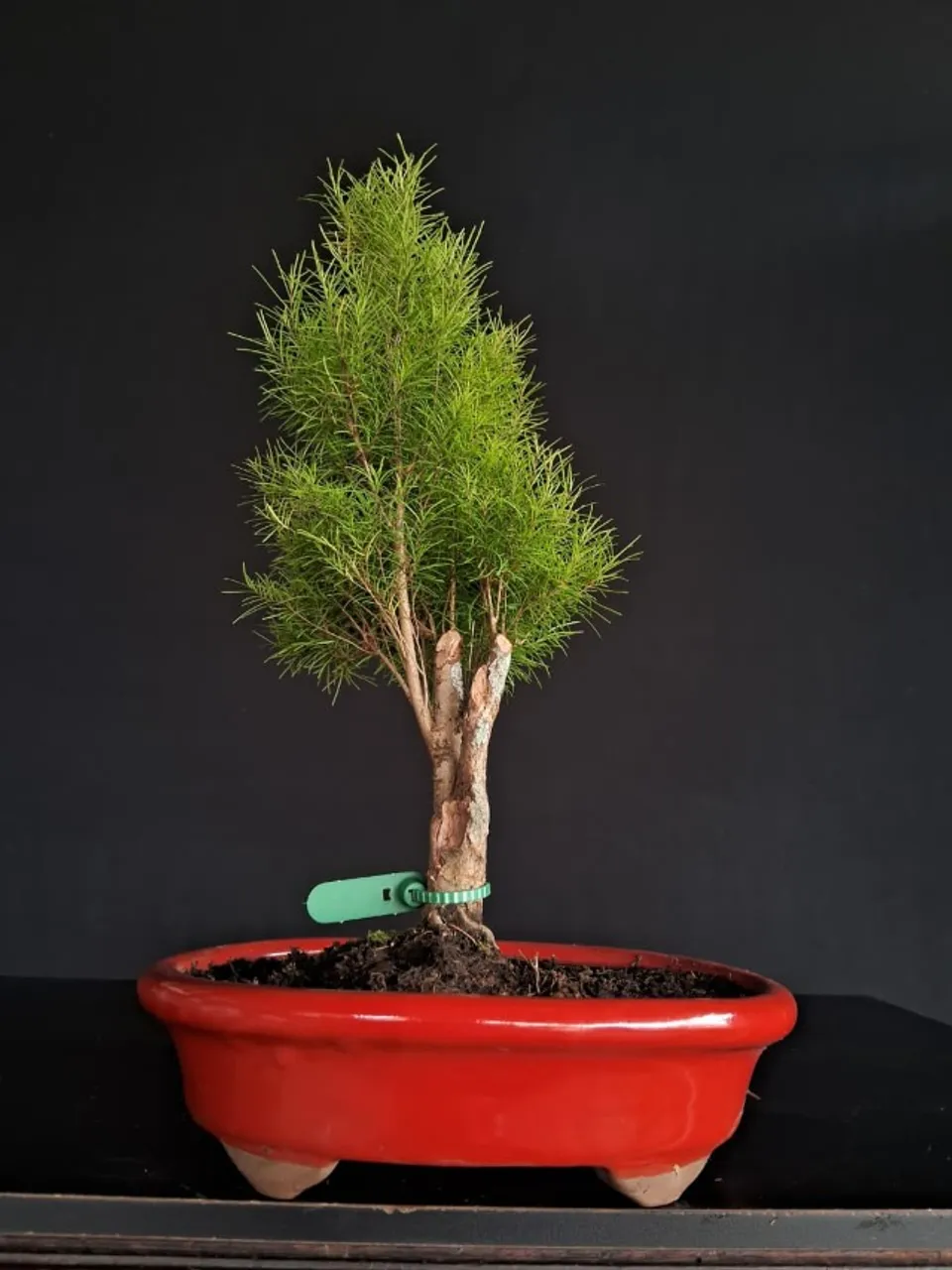 Bonsai Juniperus Horizontalis (Jacaré) / Vaso de Cerâmica Azul